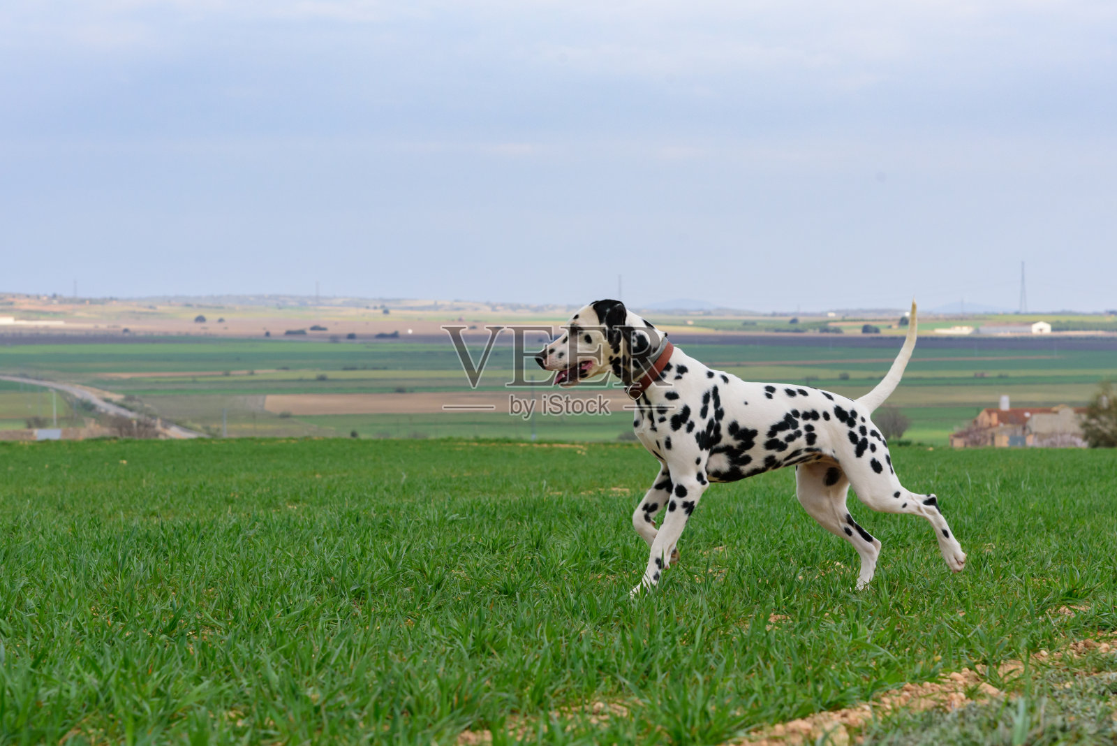 斑点狗在田野里摆姿势和玩耍照片摄影图片