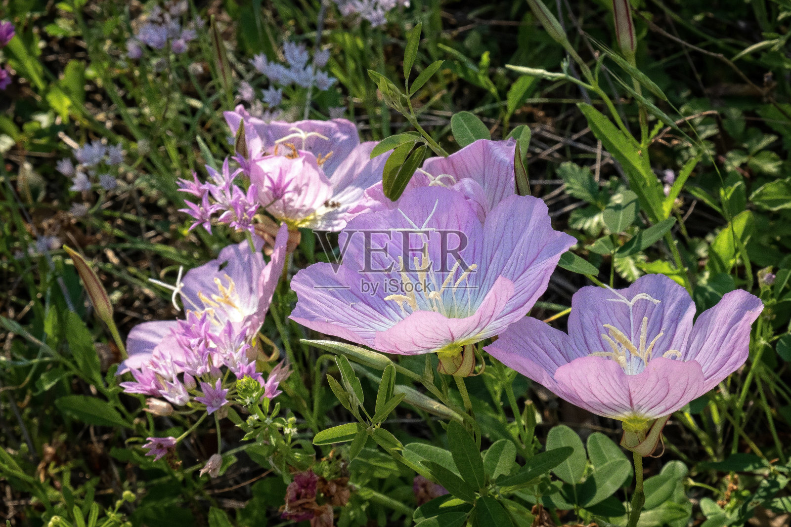 精致的粉色的樱草照片摄影图片