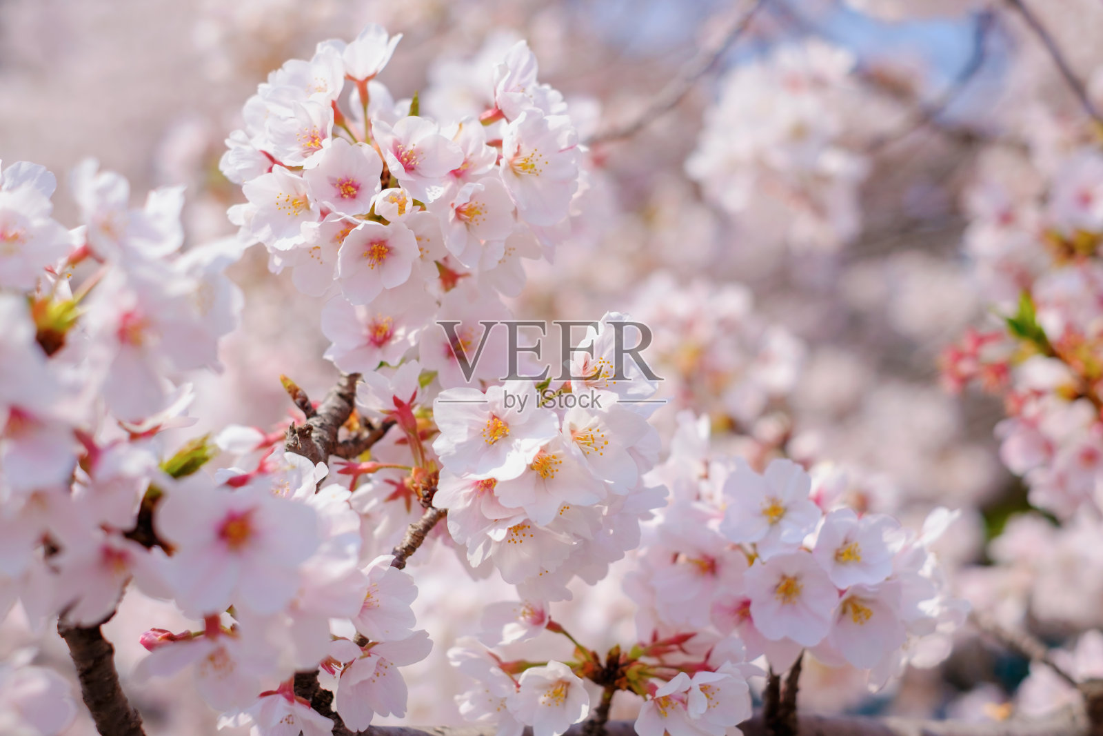 樱花照片摄影图片