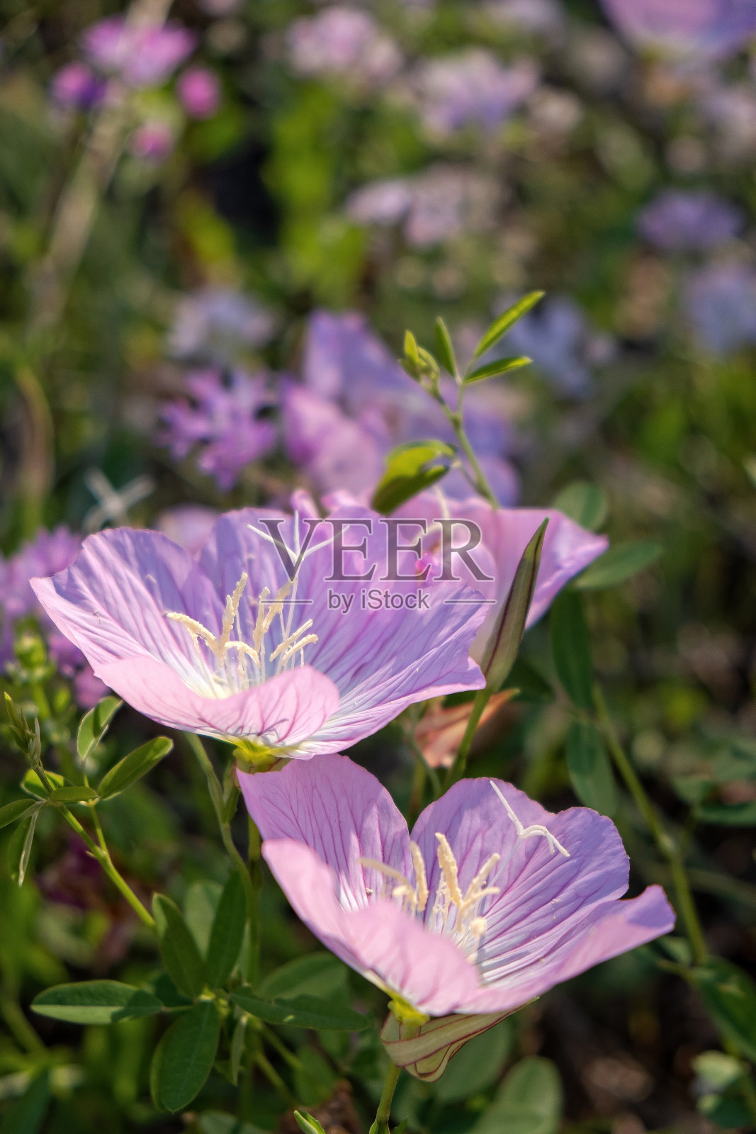 春天野花盛开照片摄影图片