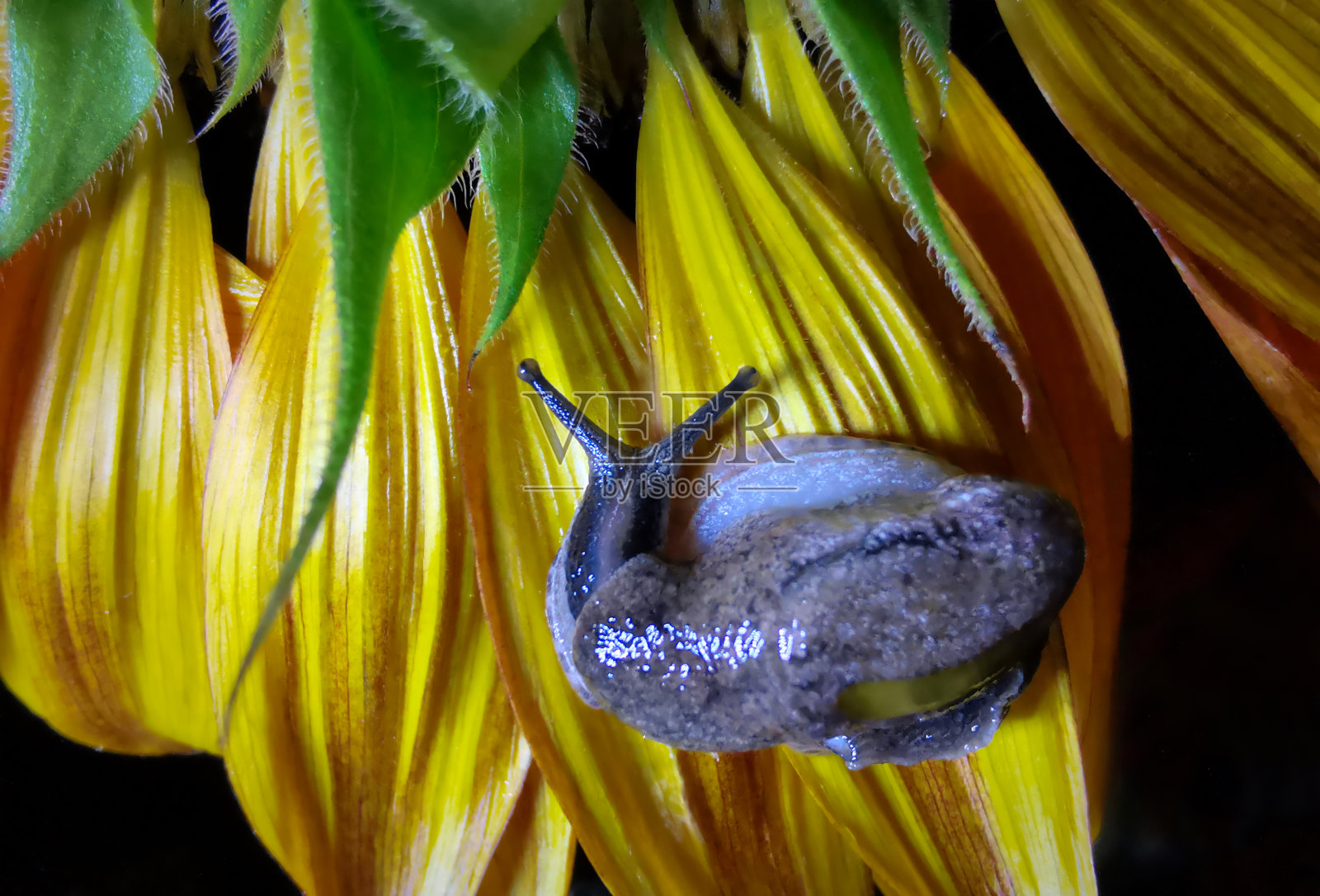 动物/野生动物照片摄影图片