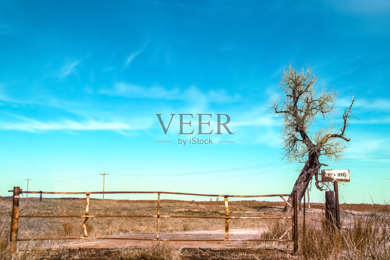 在一个寒冷的冬日,一棵光秃秃的树在生锈的铁门旁,牛群在平原上守卫着。照片摄影图片