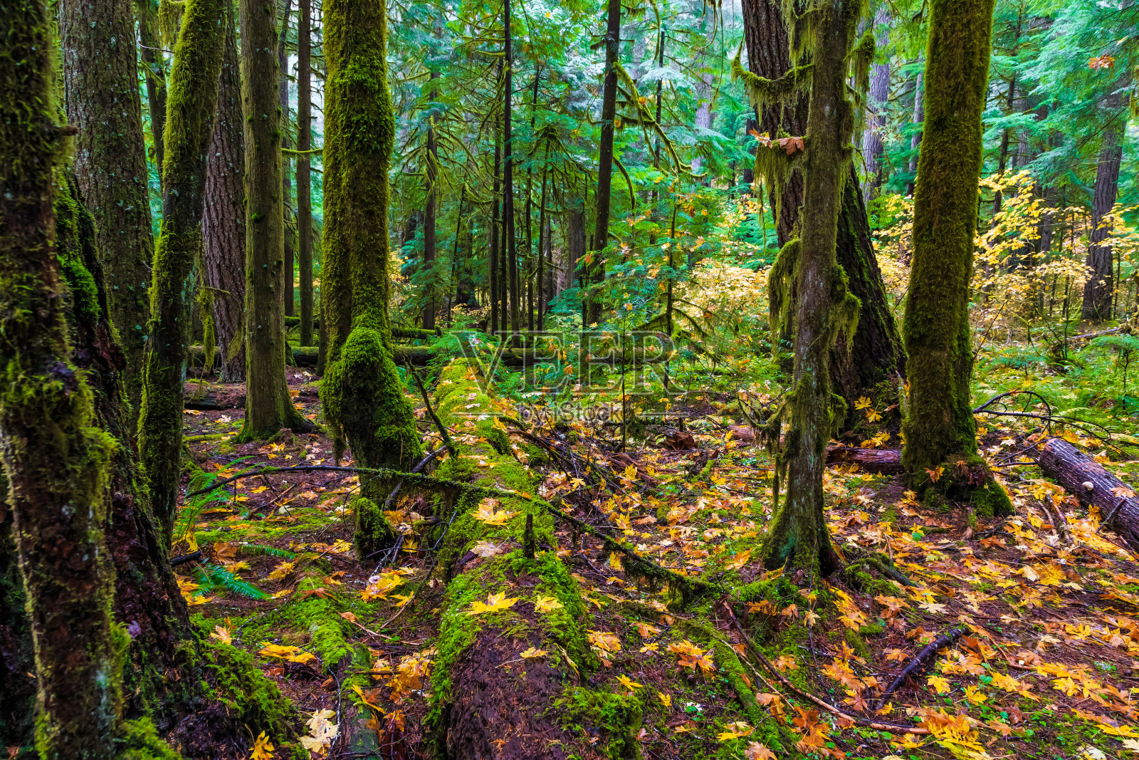 俄勒冈森林,威拉米特国家森林照片摄影图片