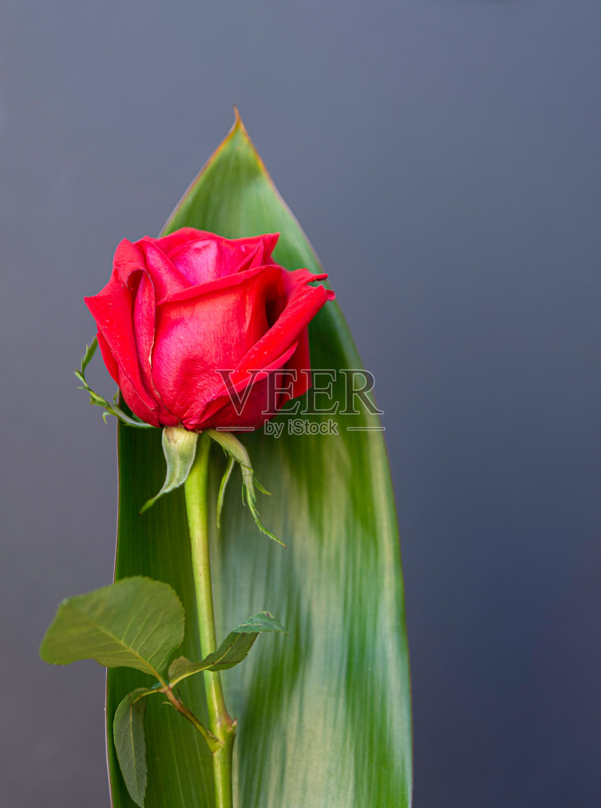 黑色背景中孤立的红玫瑰照片摄影图片