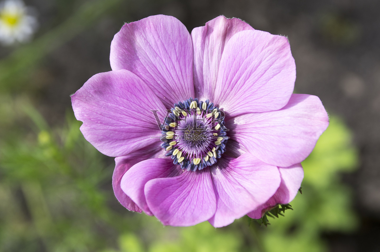 美丽的紫紫蓝黑色观赏性海葵在盛开,鲜艳多彩的春季植物开花照片摄影图片
