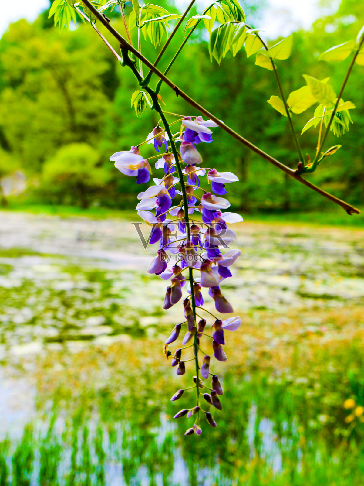 纽约北部花园的风景照片摄影图片