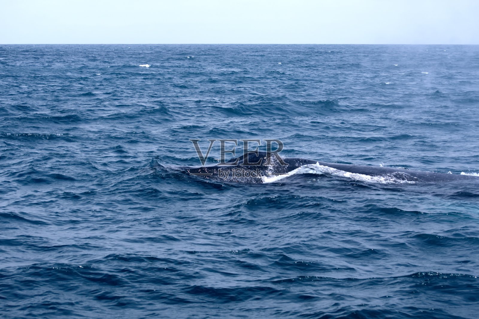 座头鲸照片摄影图片