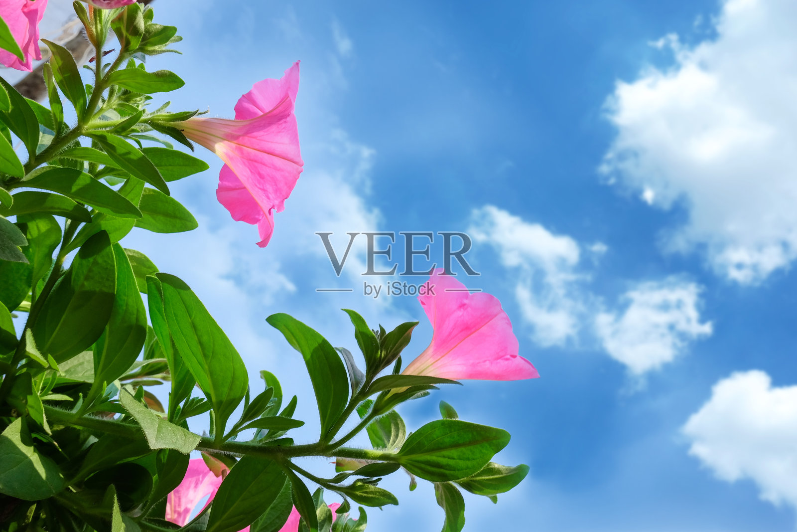 粉红色的花种在花园里的花盆里。照片摄影图片