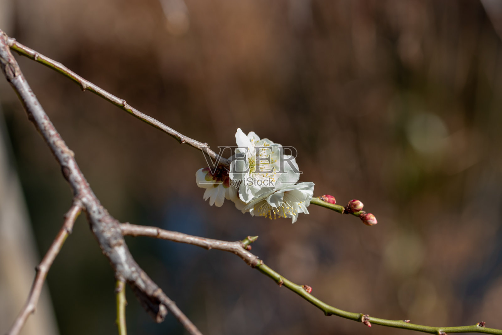 日本东京隅田市睦岛盛开的白色梅花照片摄影图片