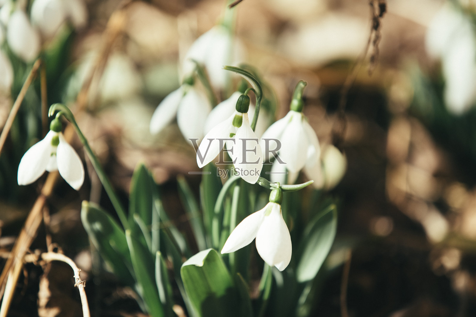 春天来了,森林里的雪花莲照片摄影图片