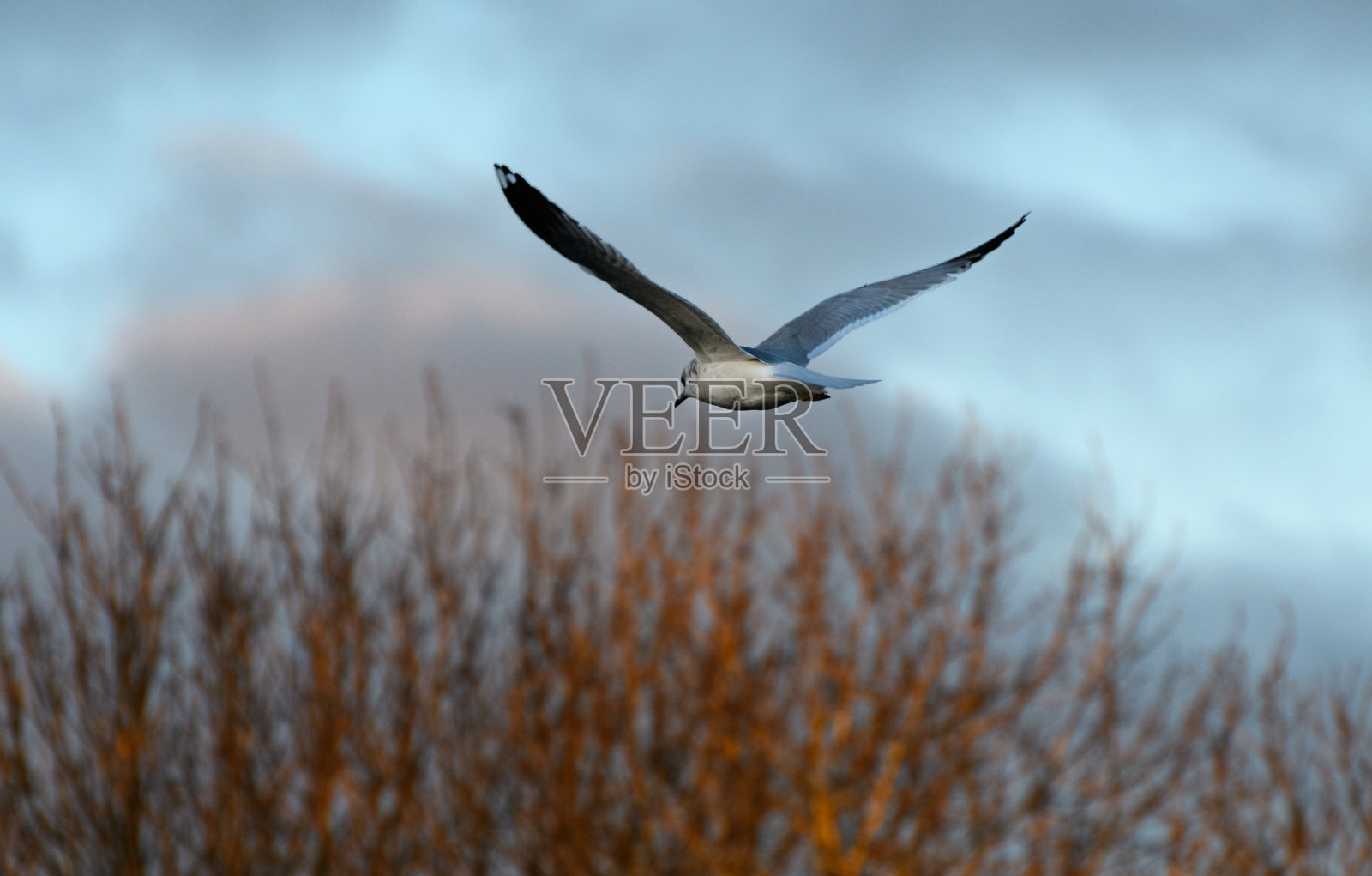 一只披着冬季羽毛的黑头海鸥飞过丁顿牧场的黑天鹅湖照片摄影图片