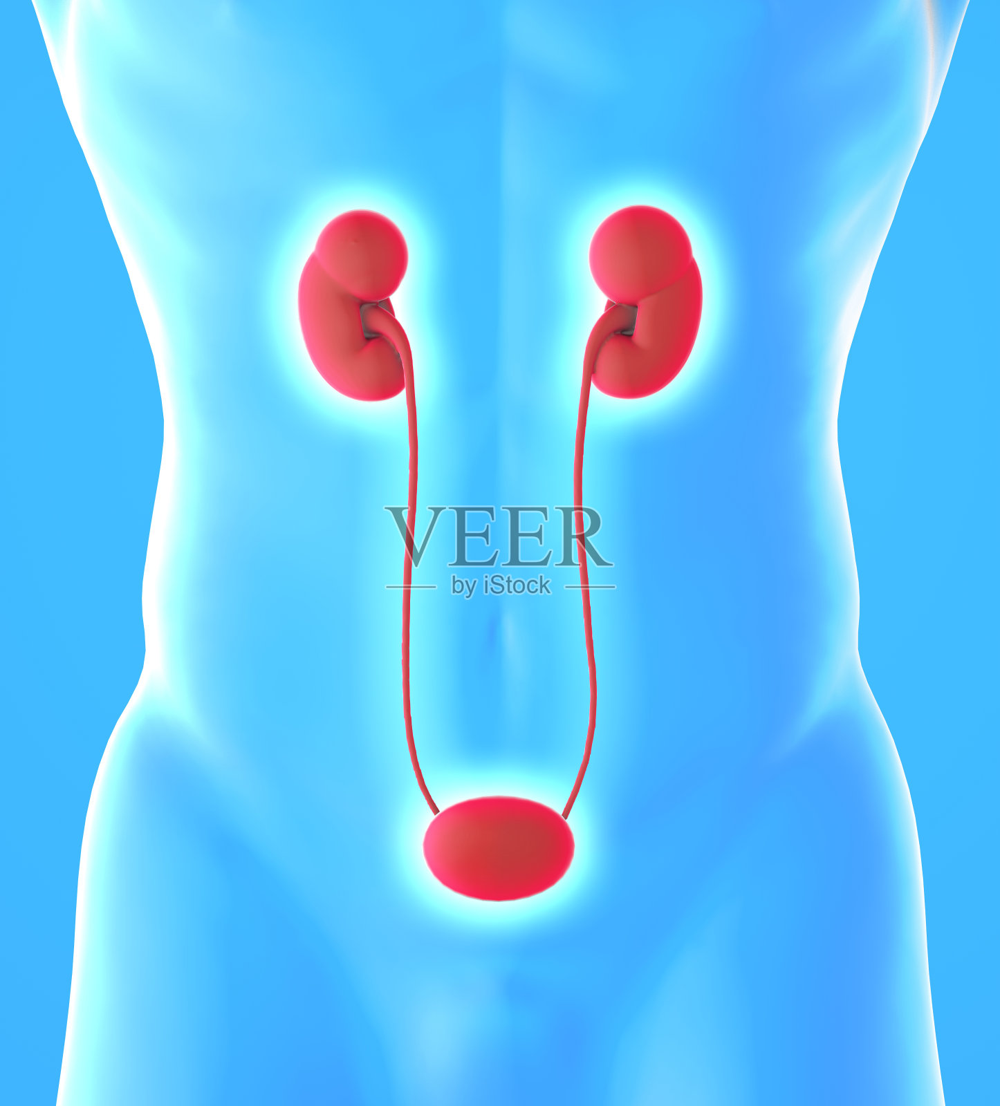 人体肾脏和膀胱观照片摄影图片