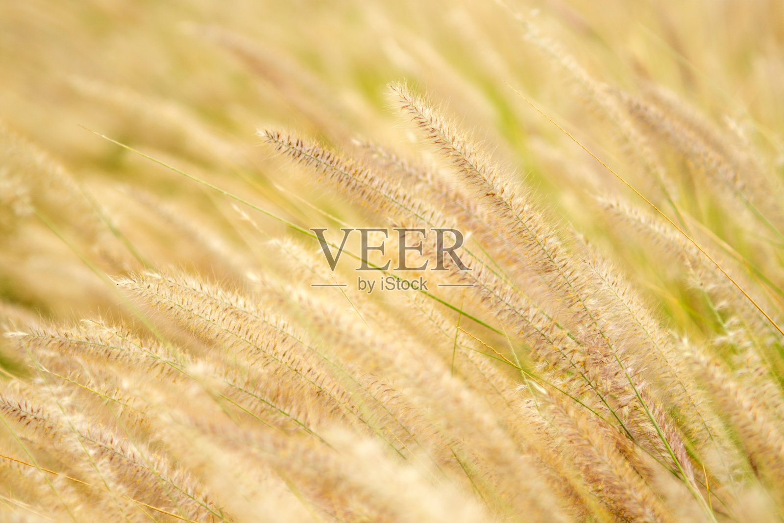 闭上茅草在早晨被风吹照片摄影图片