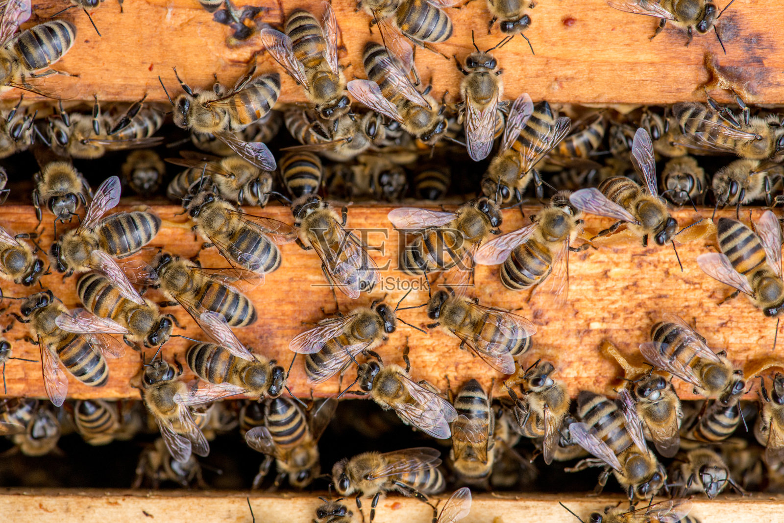 蜂场蜂巢上的蜜蜂特写 - 选择性聚焦,复制空间照片摄影图片