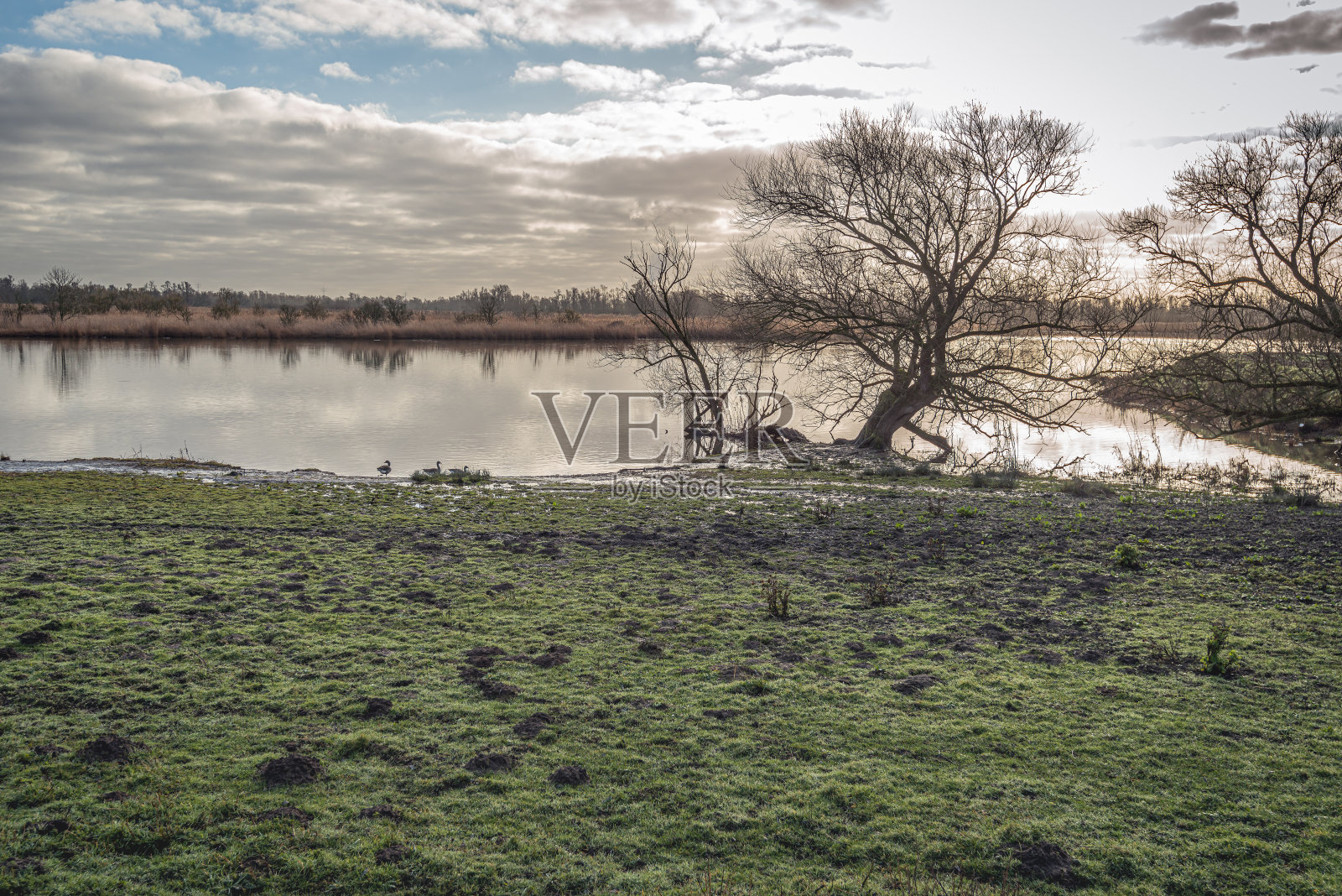 树的剪影在一条宽阔的小溪的岸边照片摄影图片