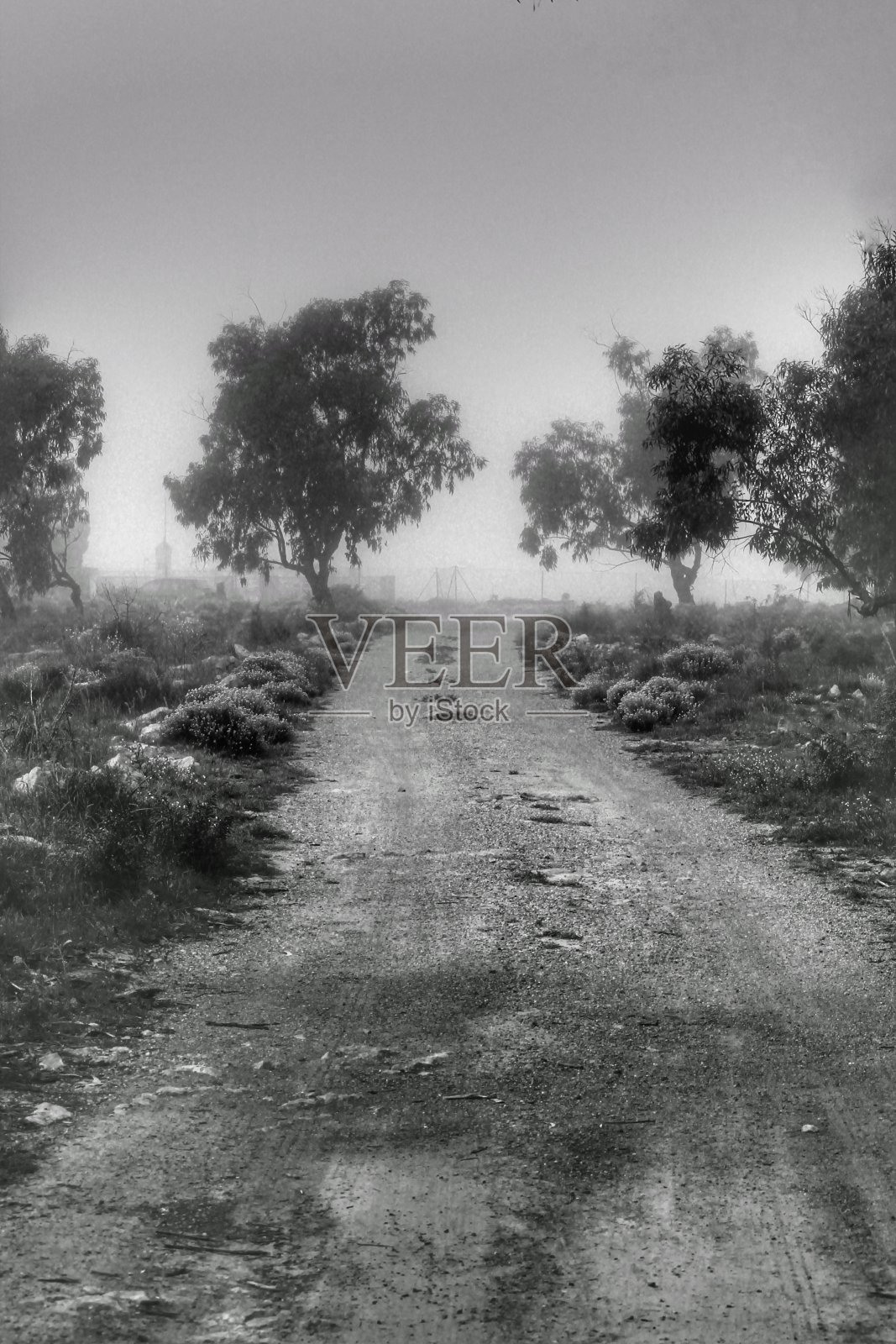 早晨的小路和桉树林被雾覆盖着照片摄影图片