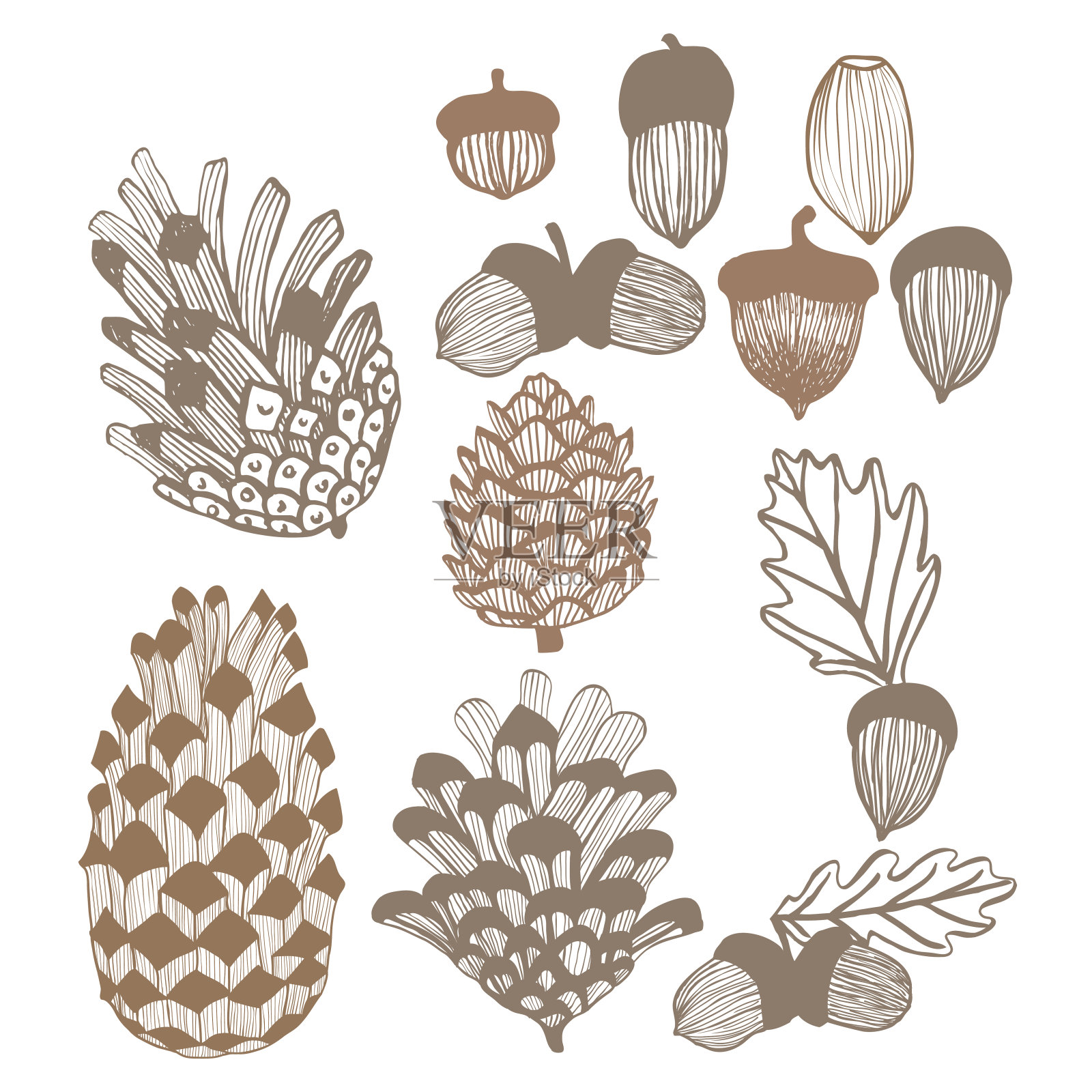 球果和橡子集合。手绘设计元素。矢量图设计元素图片