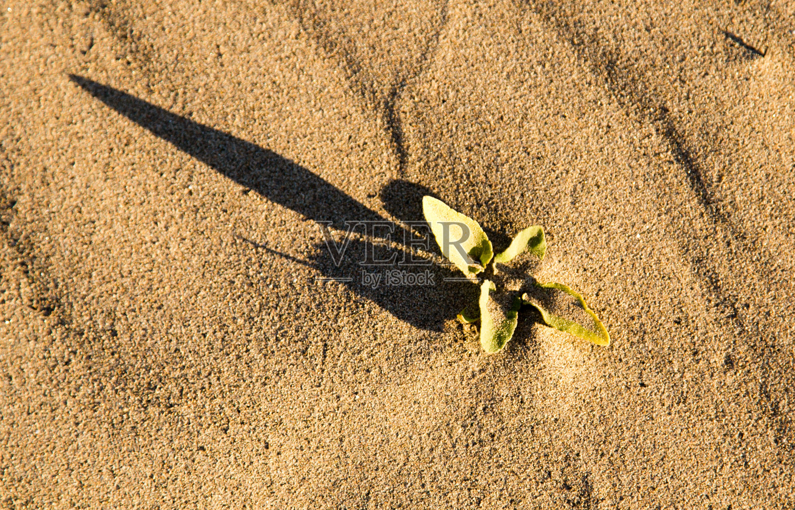 沙漠里沙子上的一种植物照片摄影图片