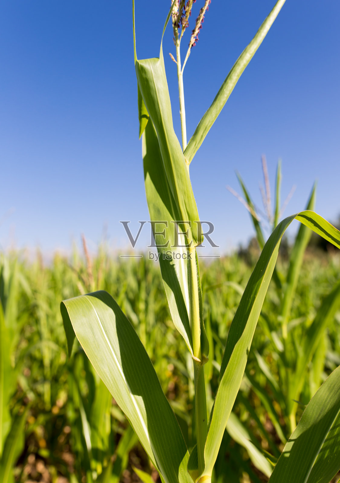 大自然中绿色的玉米嫩叶照片摄影图片