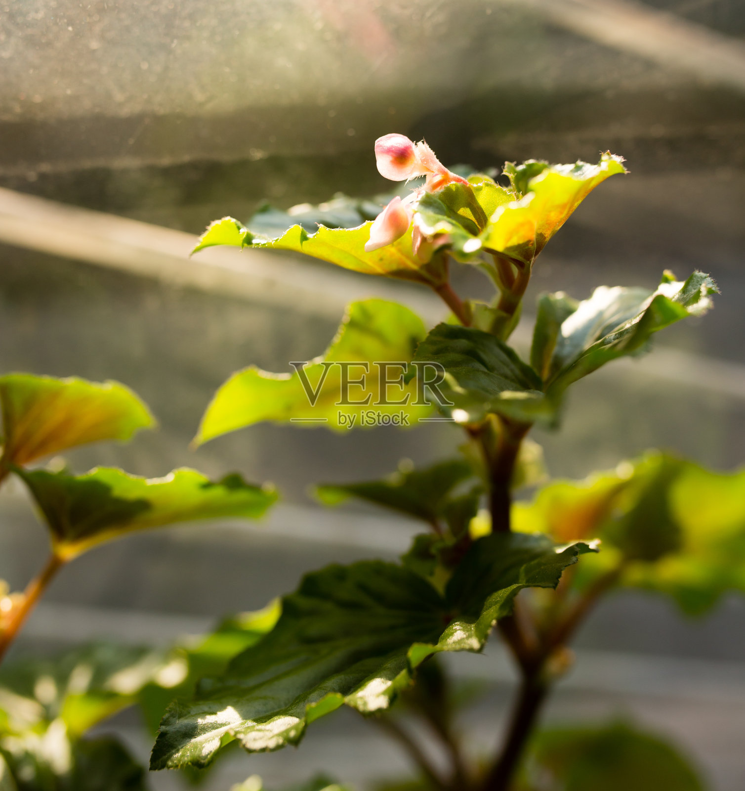 窗户上室内植物的叶子照片摄影图片