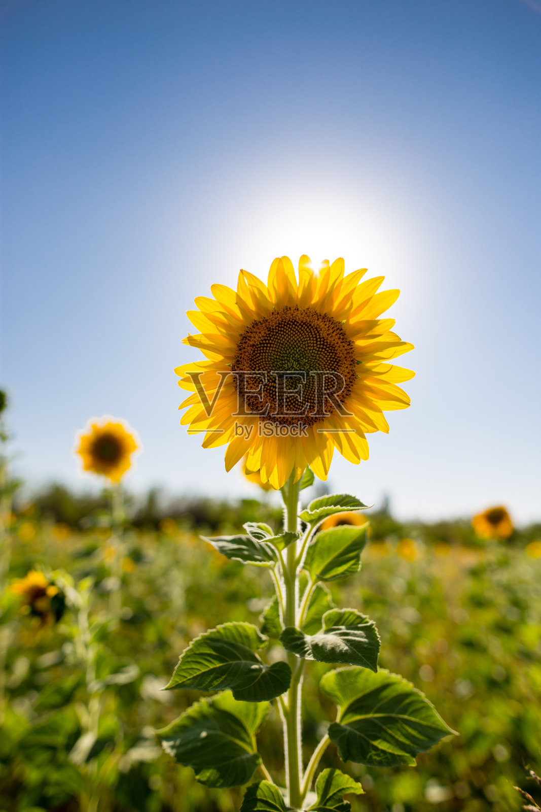 向日葵生长在大自然中照片摄影图片