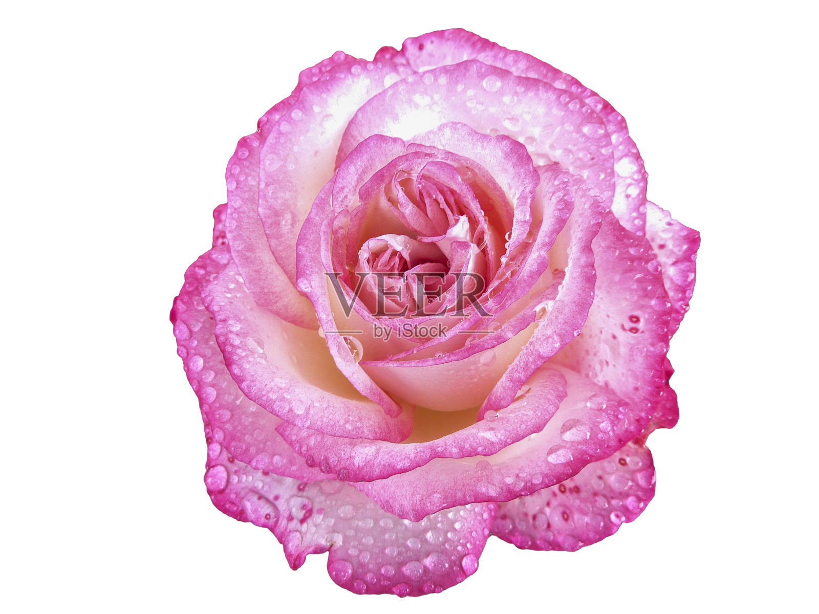 粉红色的玫瑰花瓣和水滴在白色的背景照片摄影图片
