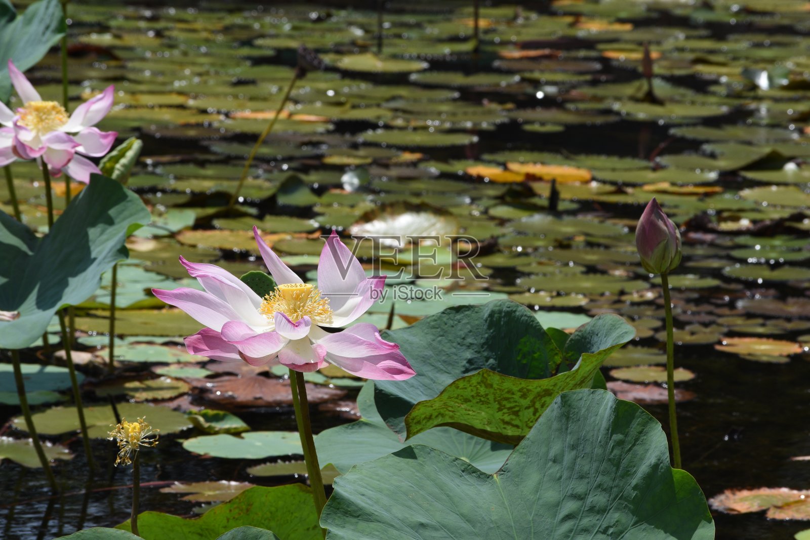 越南昆岛湖上的荷花照片摄影图片