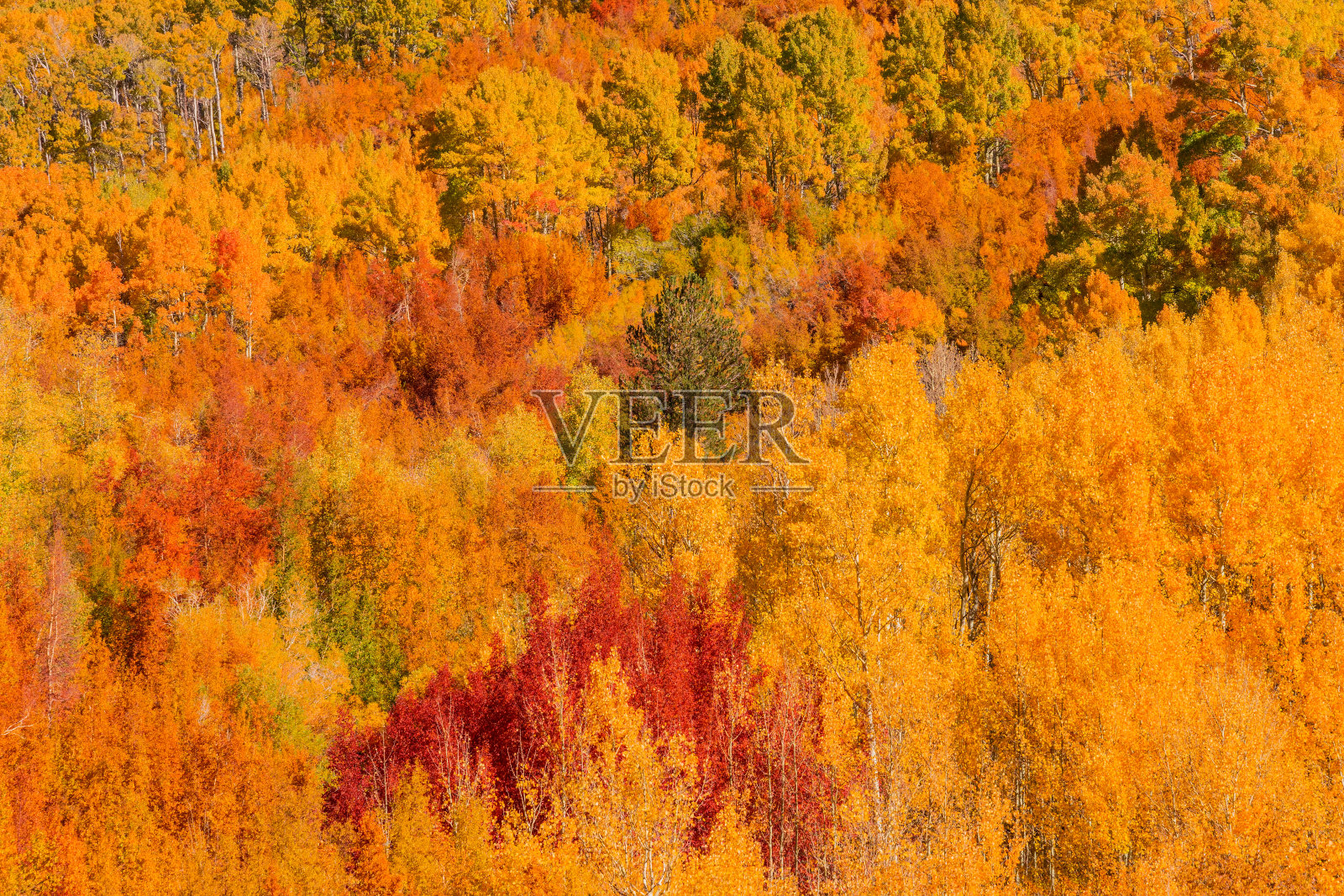 主教溪峡谷的秋季填补山坡,内华达山脉,加利福尼亚州(P)照片摄影图片