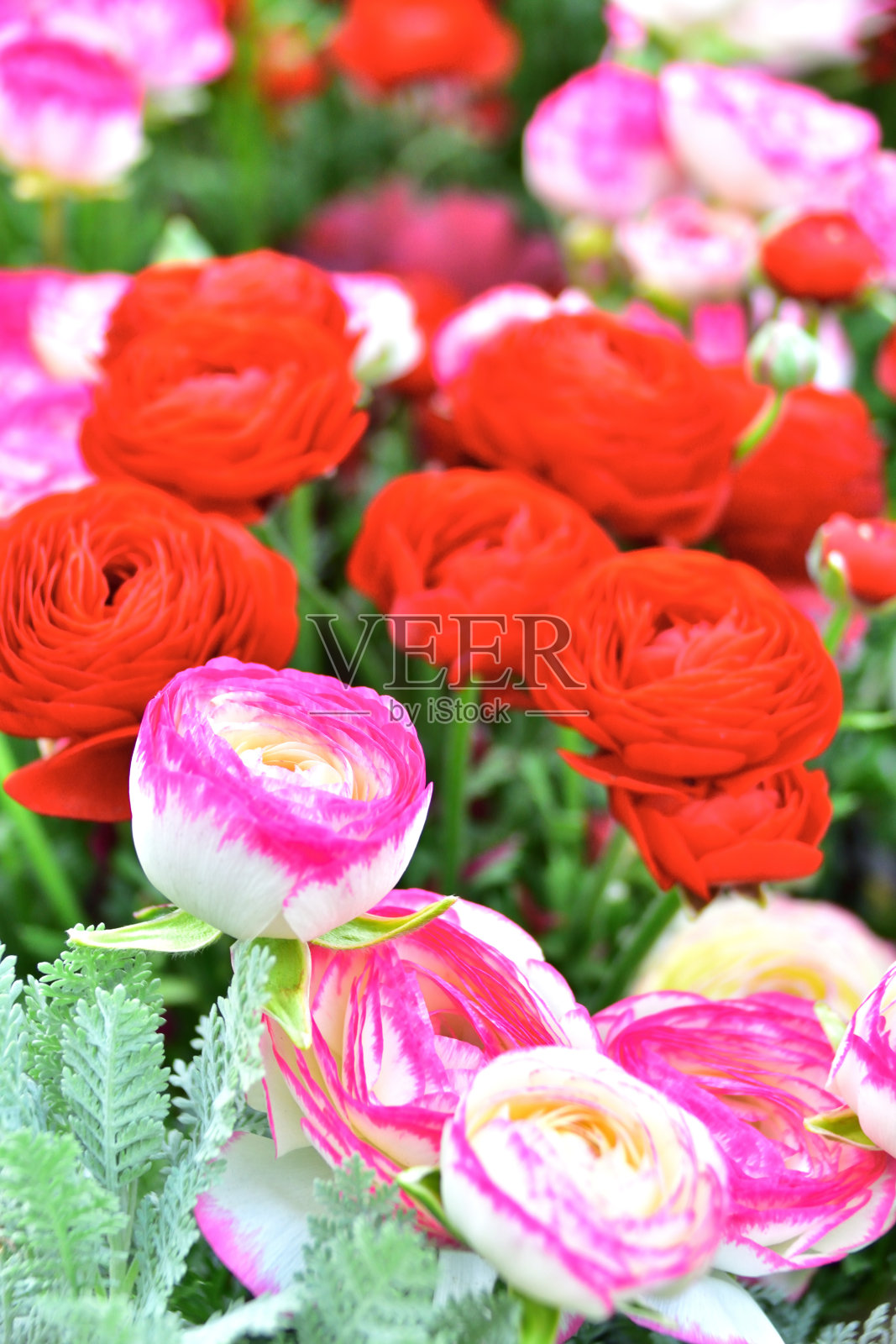 五颜六色的鲜花照片摄影图片