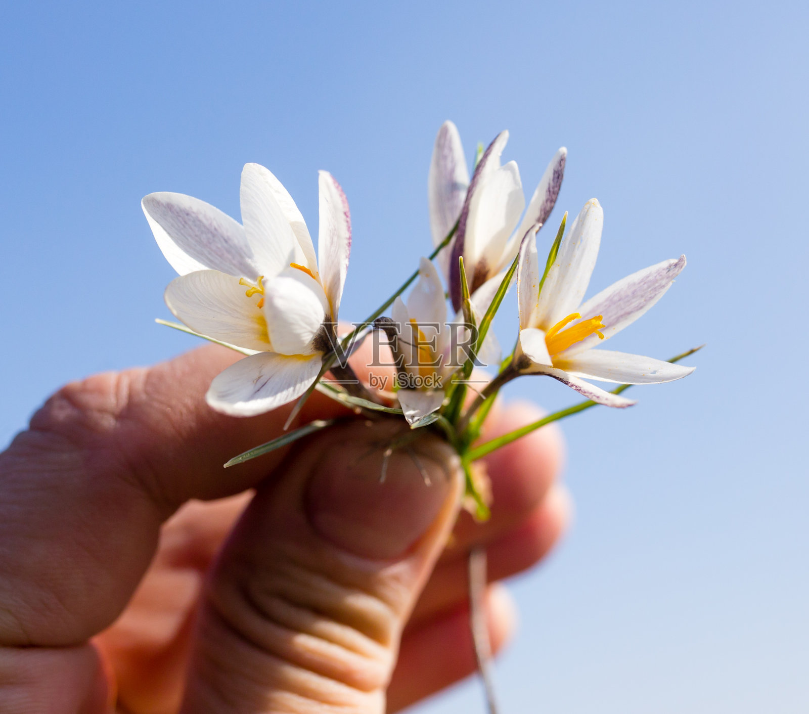 雪莲花手在天空的背景照片摄影图片