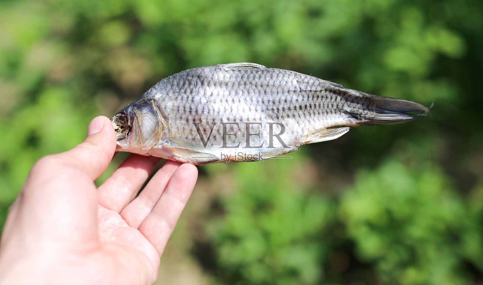 手握干鱼自然照片摄影图片