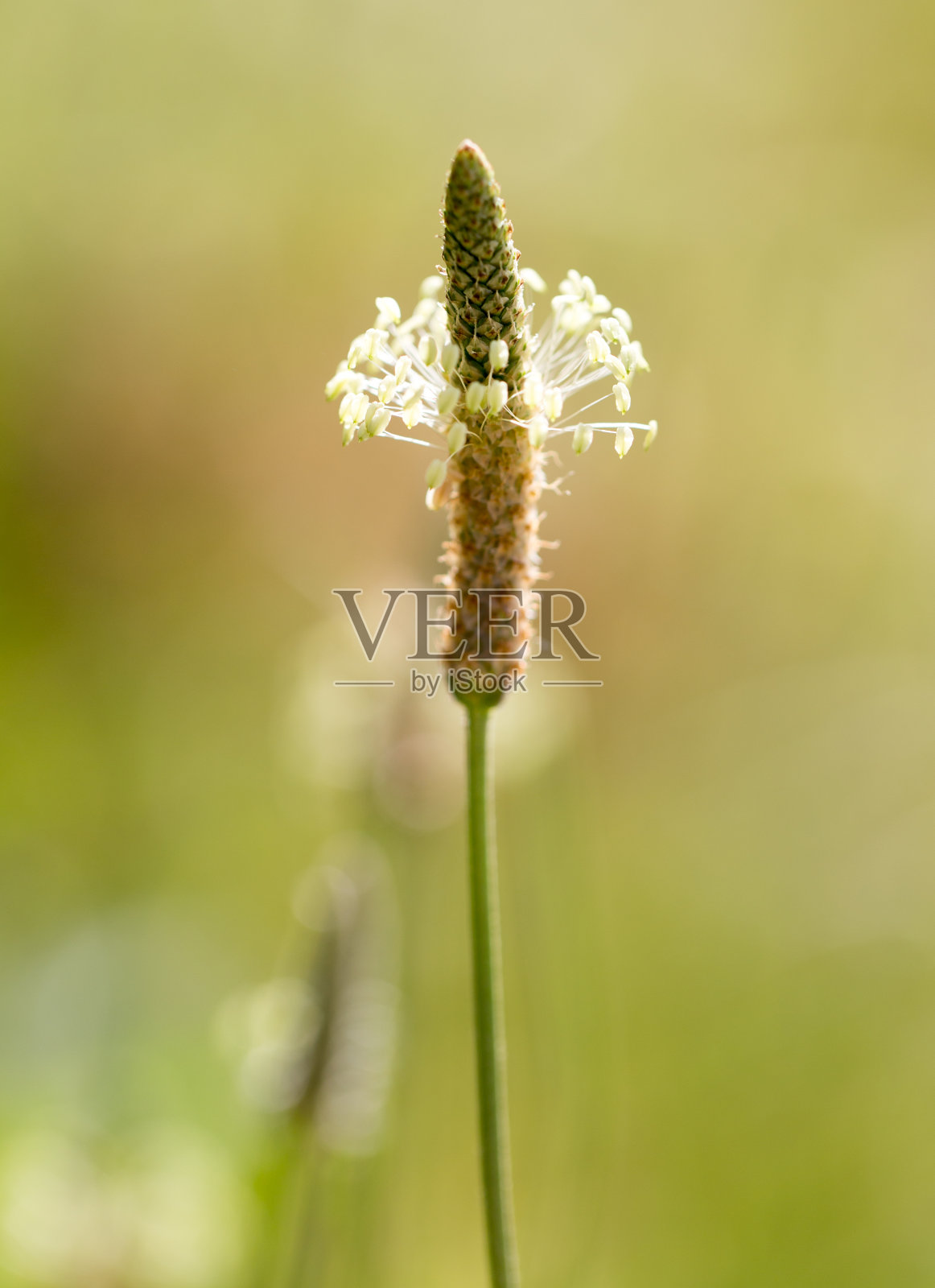大自然的草上有花。宏照片摄影图片