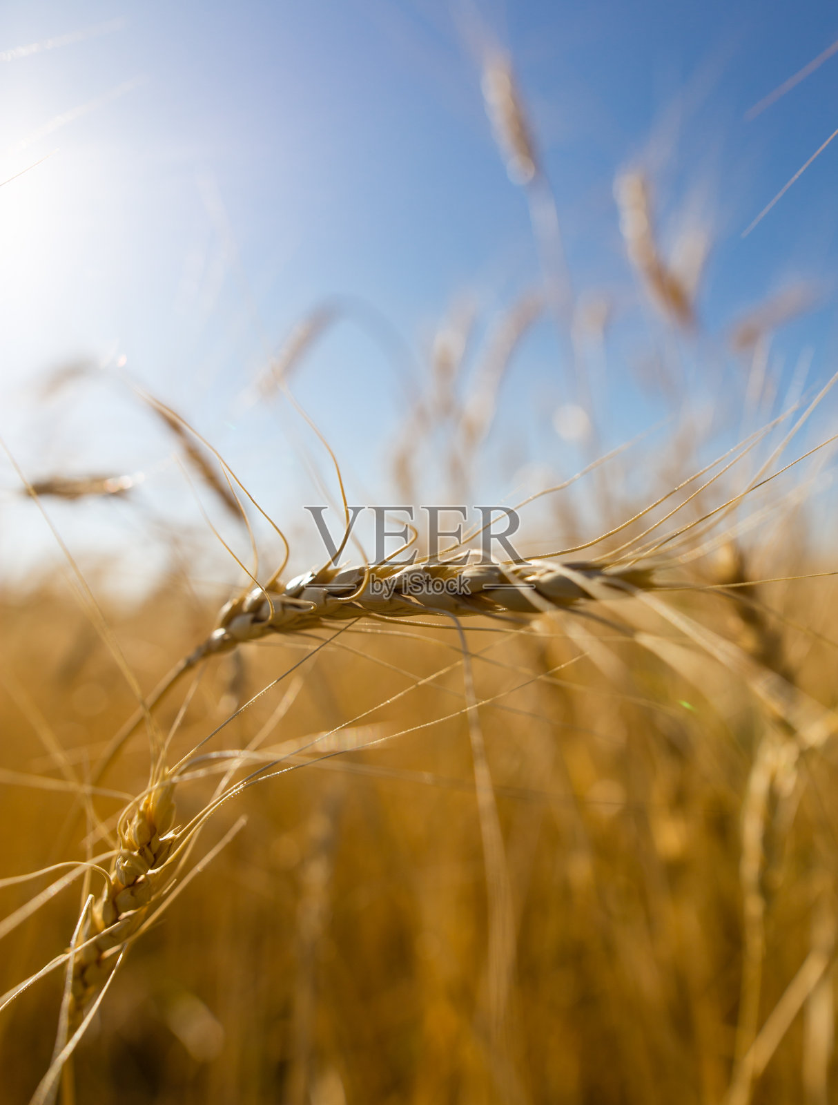 黄色的麦穗映衬着蓝色的天空照片摄影图片