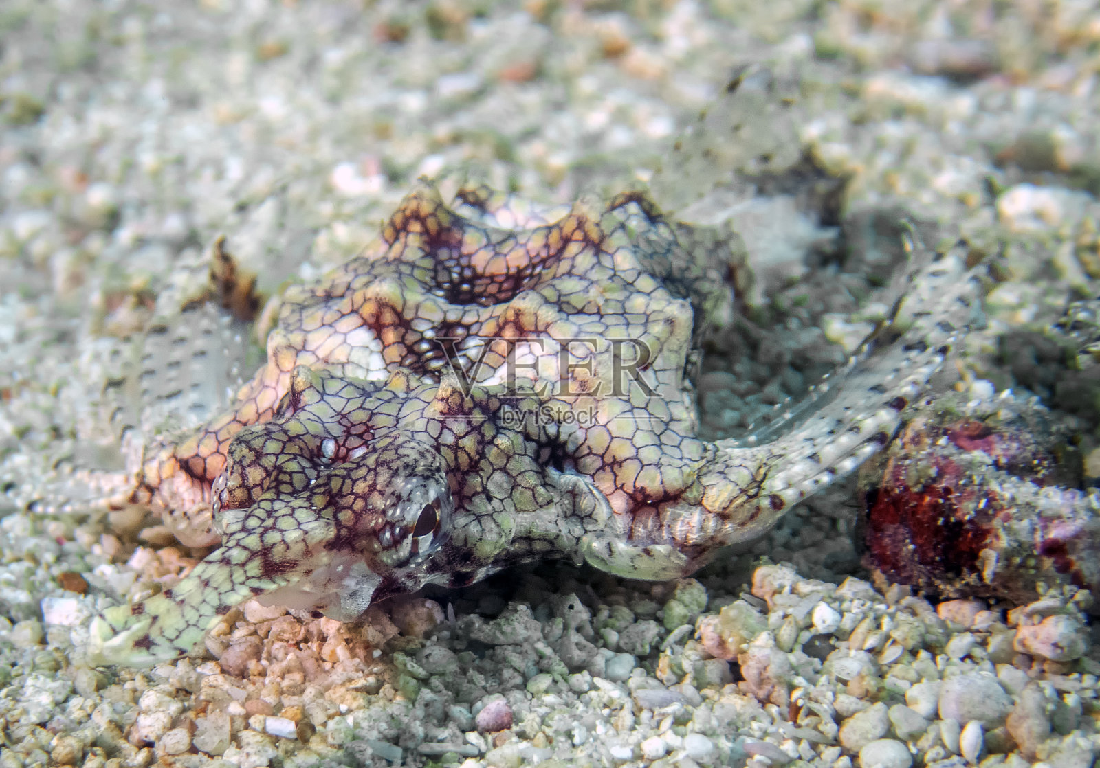 龙海蛾照片摄影图片