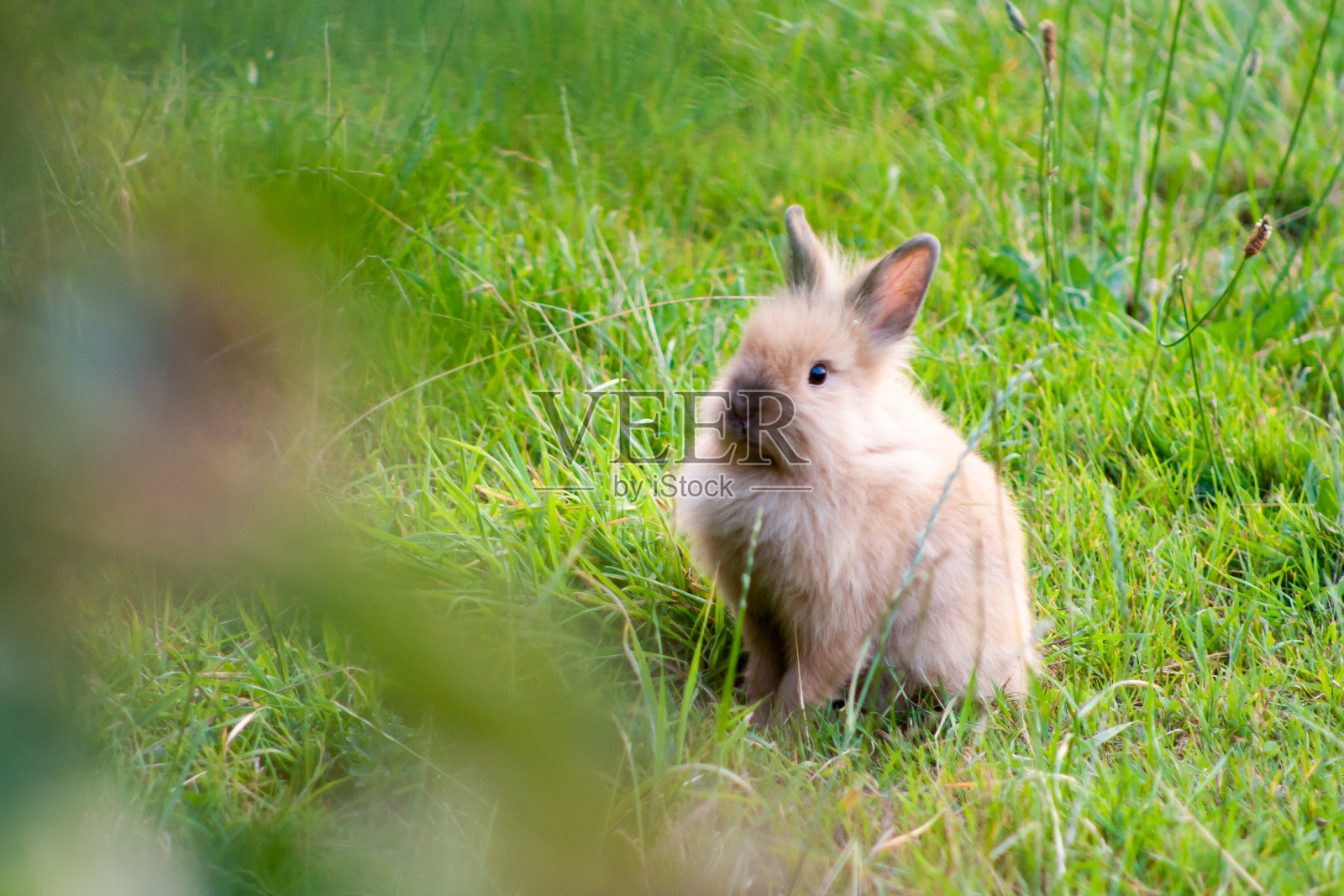 草地上一只小兔子的照片。复活节的概念。一只小兔子的肖像照片摄影图片