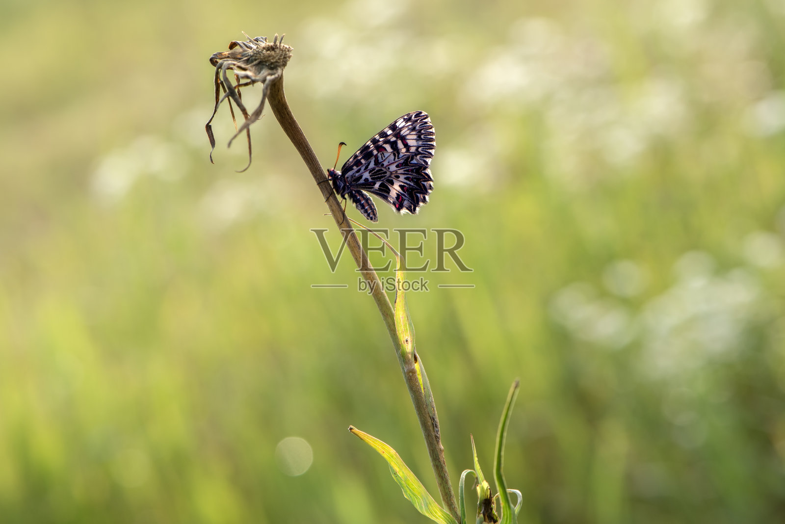 美丽而优雅的泽琳西亚蝴蝶夏日早晨在草地上照片摄影图片