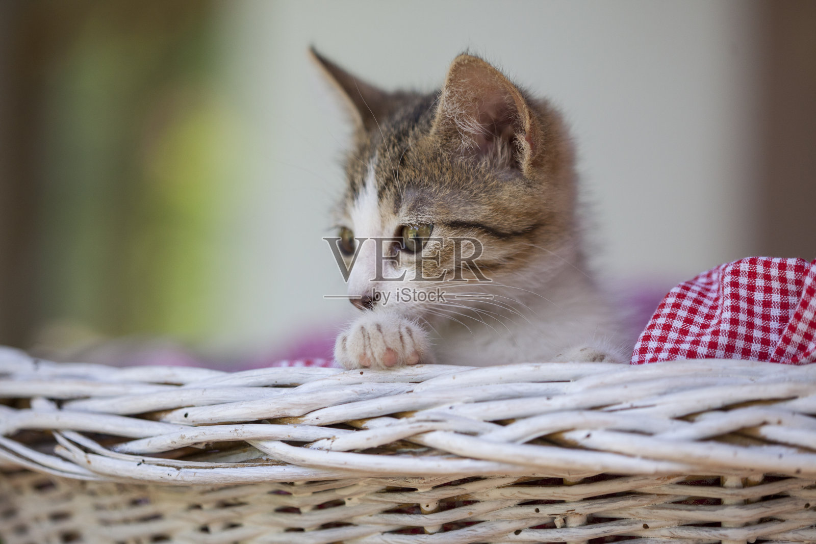 小猫照片摄影图片