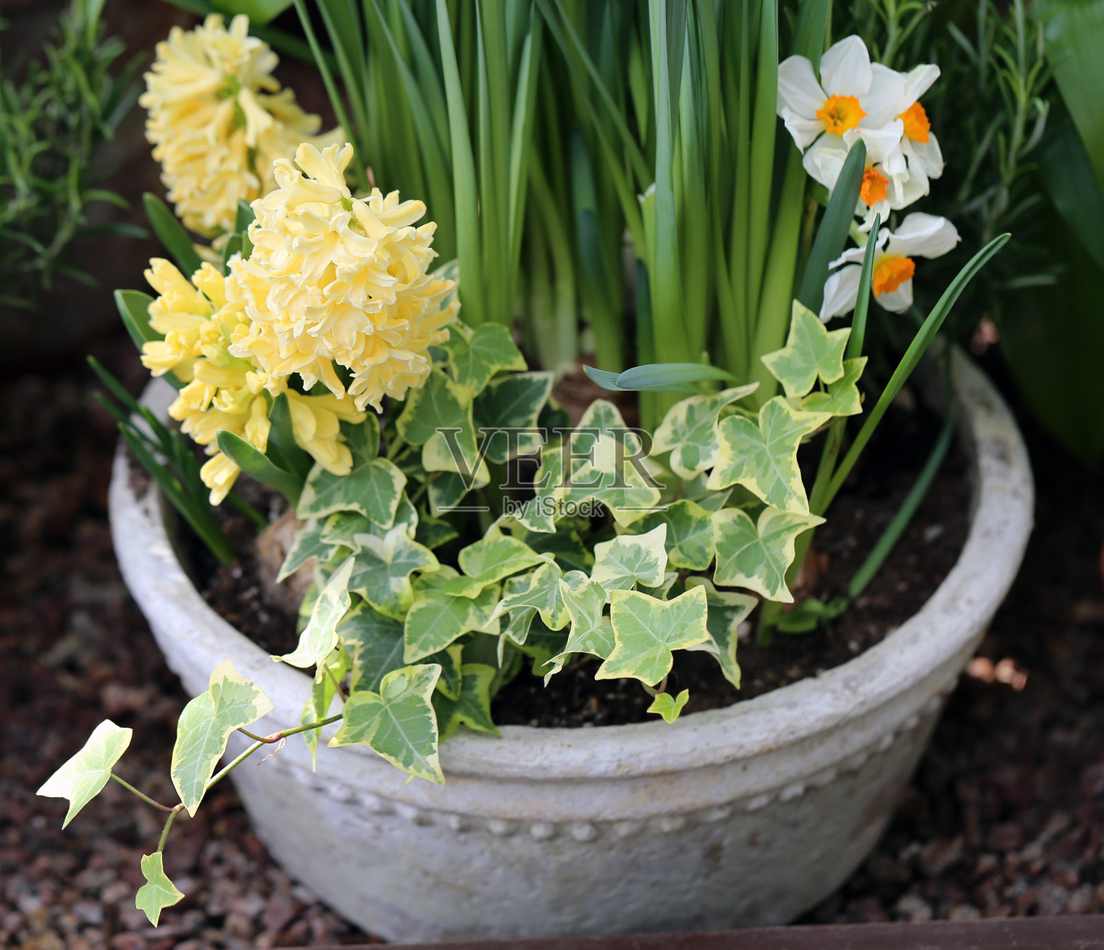 盛开的黄色“哈勒姆城”风信子花照片摄影图片