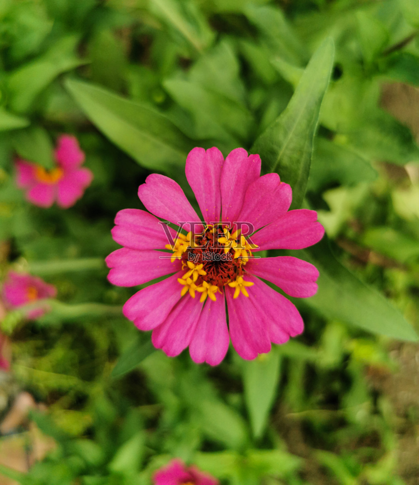 靠近美丽的粉红色或紫色百日花盛开在花园里照片摄影图片