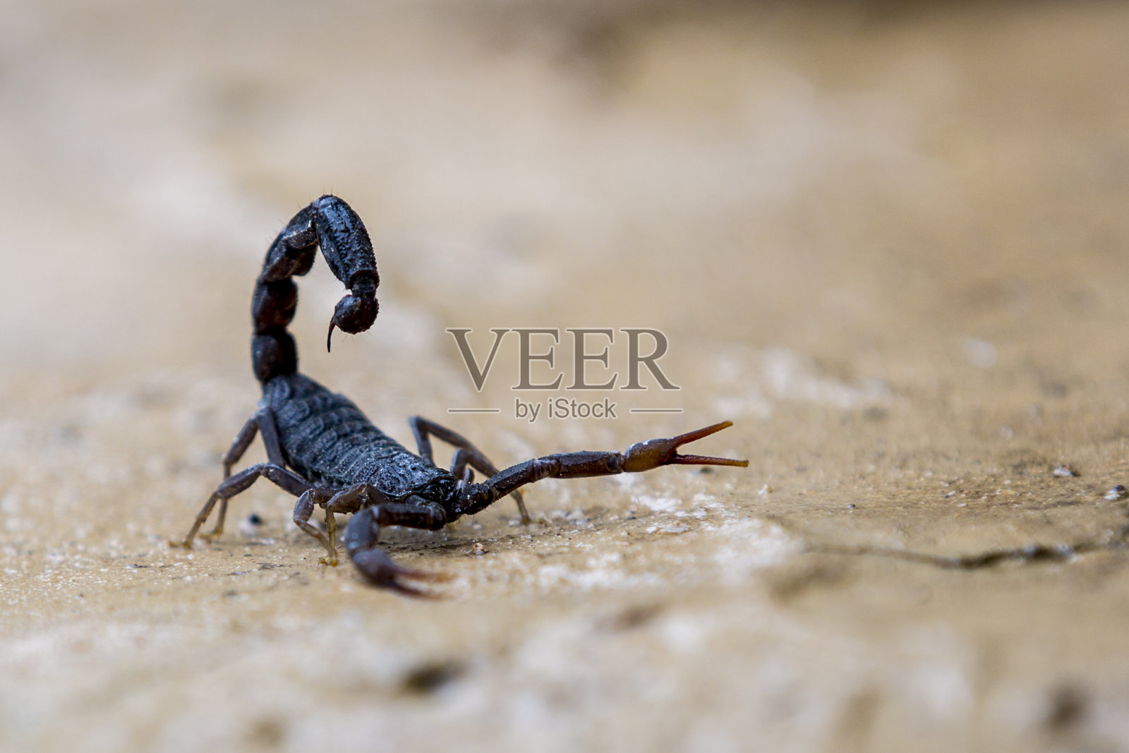 黑蝎子照片摄影图片