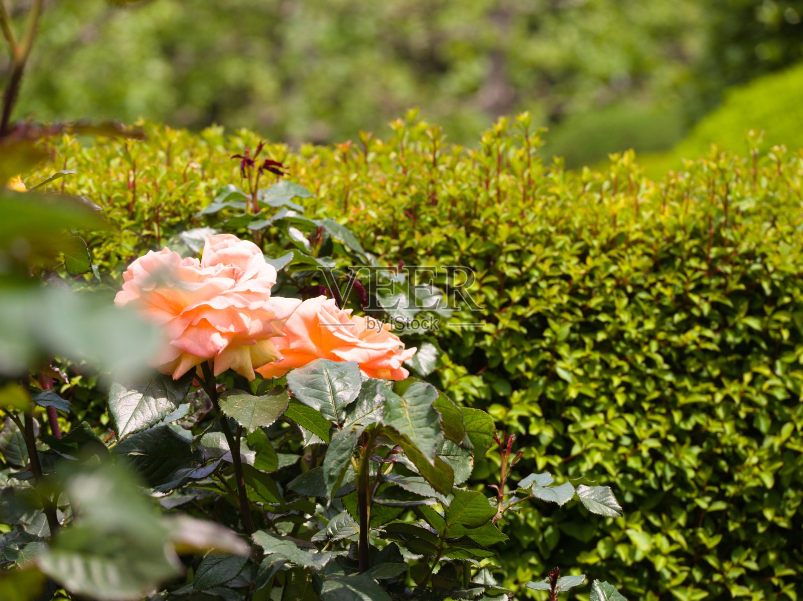 东京照片摄影图片
