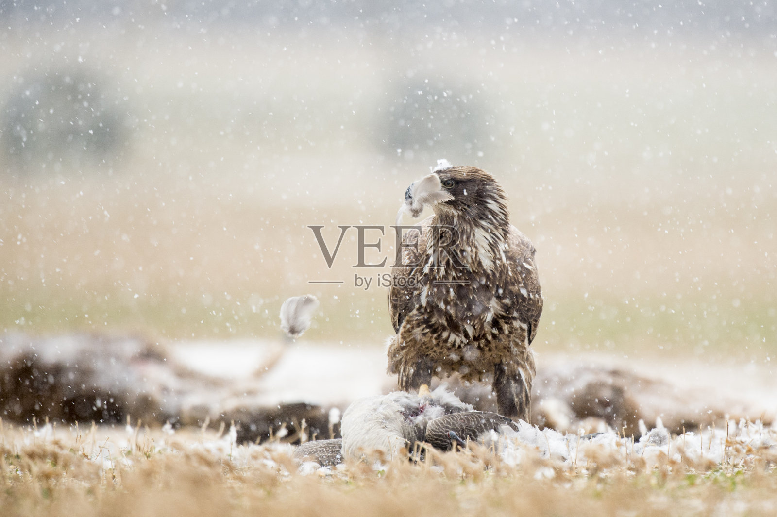 雪天里,一只年轻的秃鹰站在农场的一具尸体上。照片摄影图片