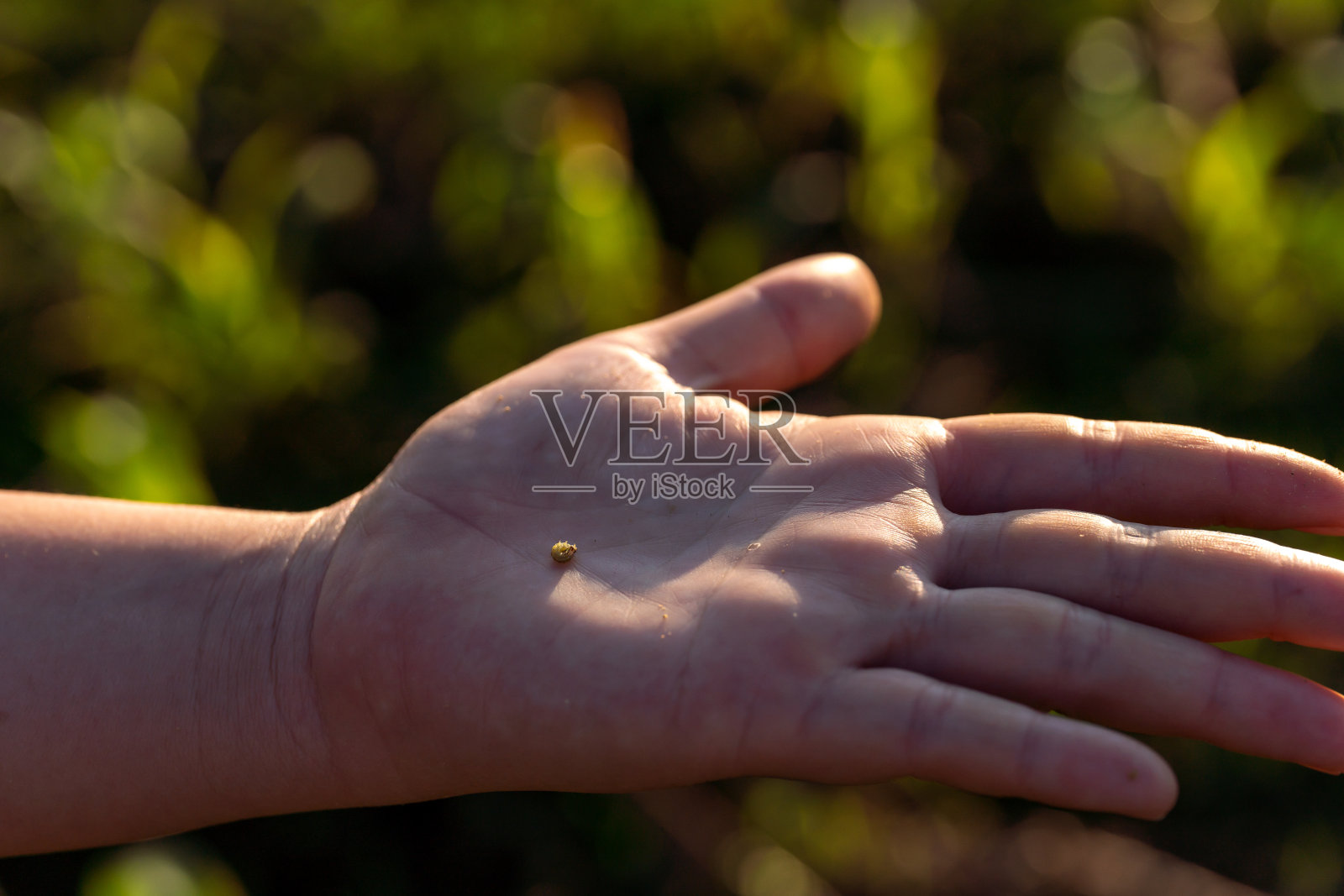 被秋粘虫Spodoptera frugiperda破坏的玉米叶片。玉米地里的玉米叶子被虫子侵袭。照片摄影图片