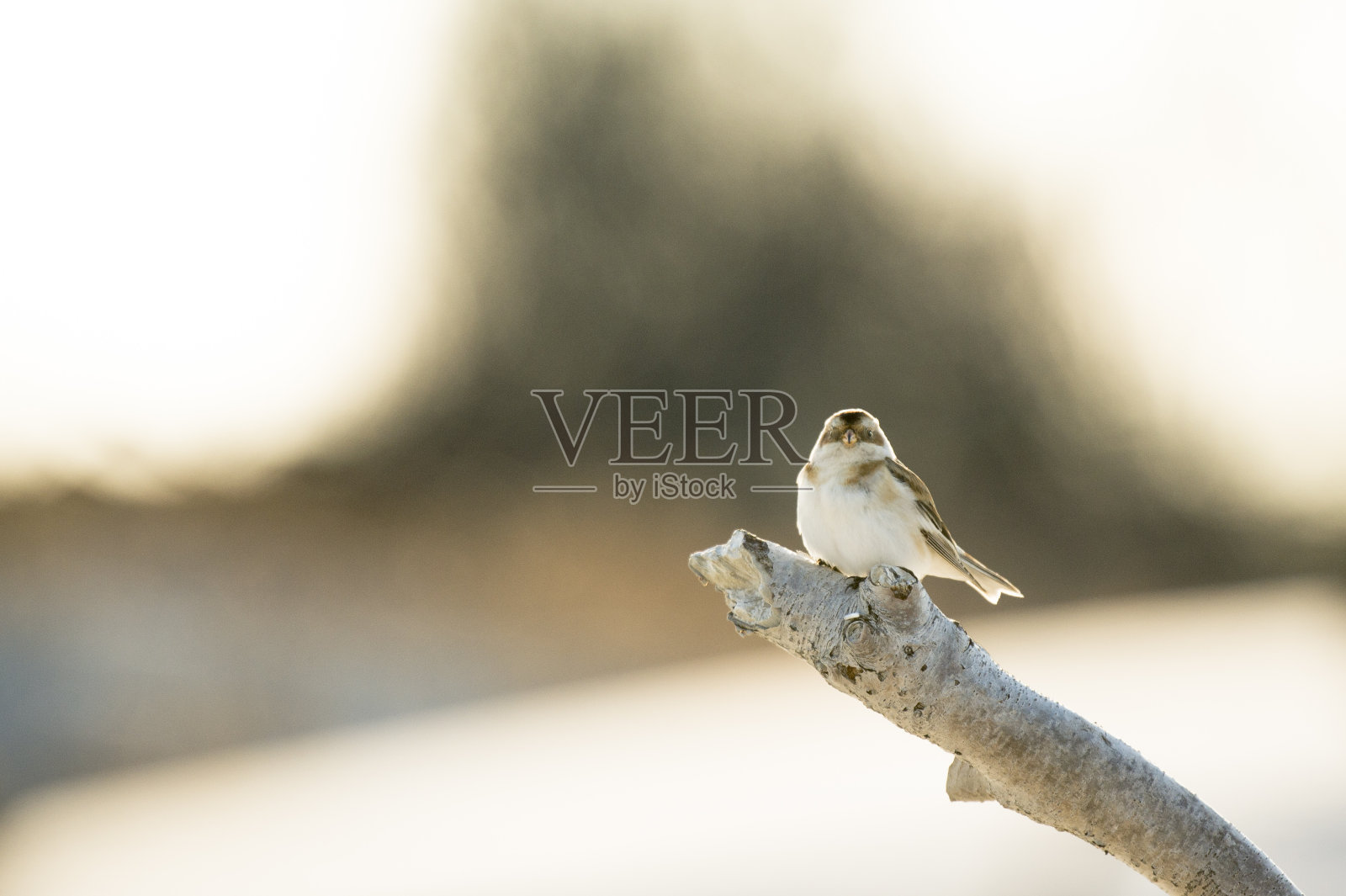 一只雪鹀栖息在一根浮木的树枝上,在阳光下闪闪发光。照片摄影图片