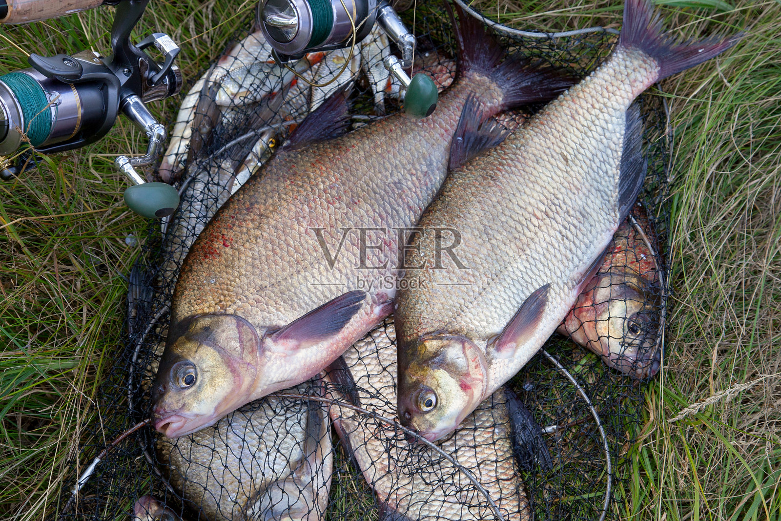 成功的钓鱼——两条淡水鱼和一根带卷轴的钓竿,鱼网上有渔具。照片摄影图片