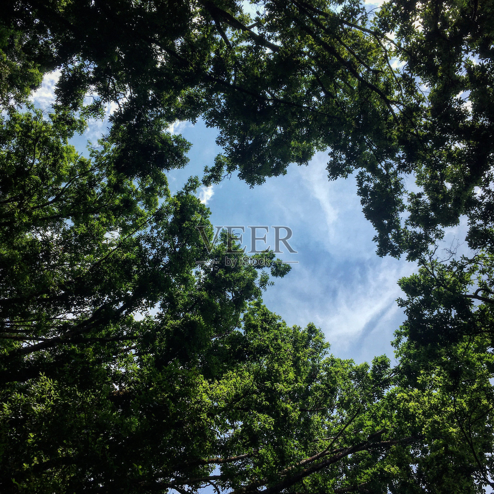 野生照片摄影图片