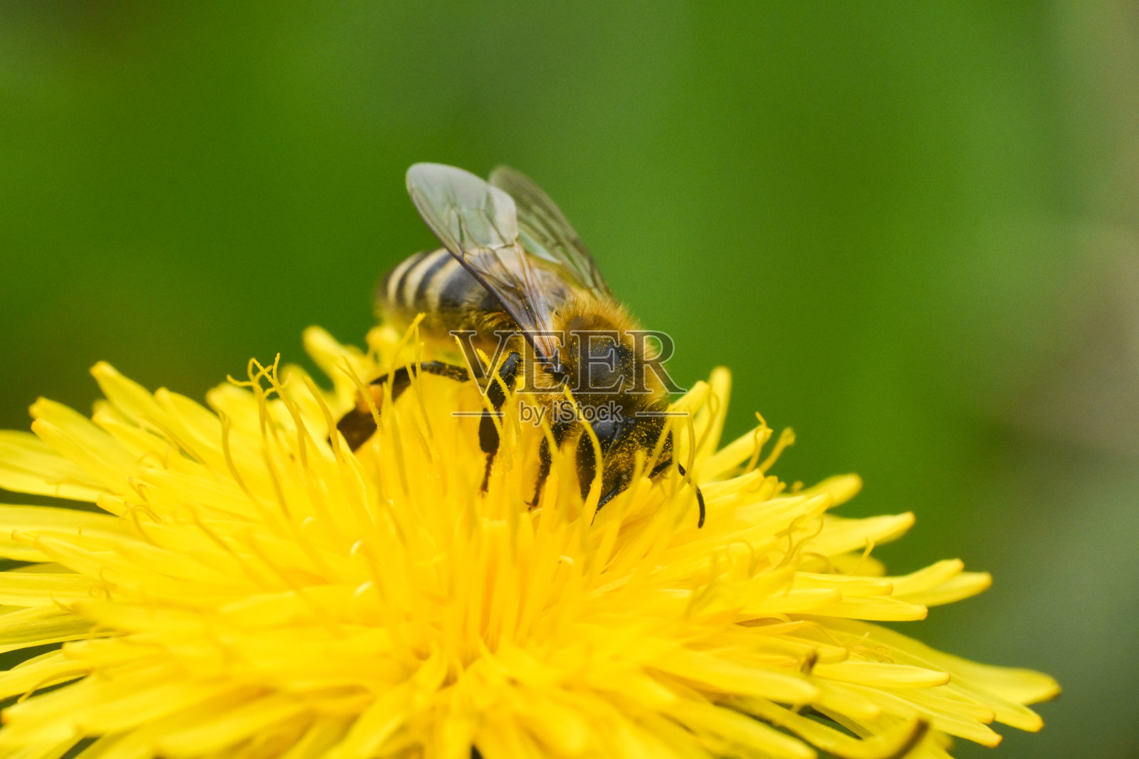 蜜蜂在蒲公英花上照片摄影图片