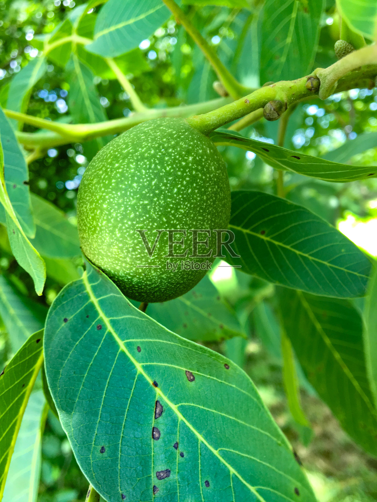 树上生核桃的特写照片摄影图片