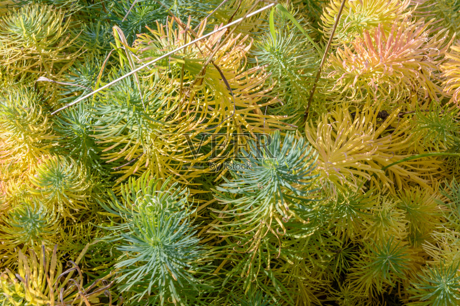 森林里的初秋照片摄影图片