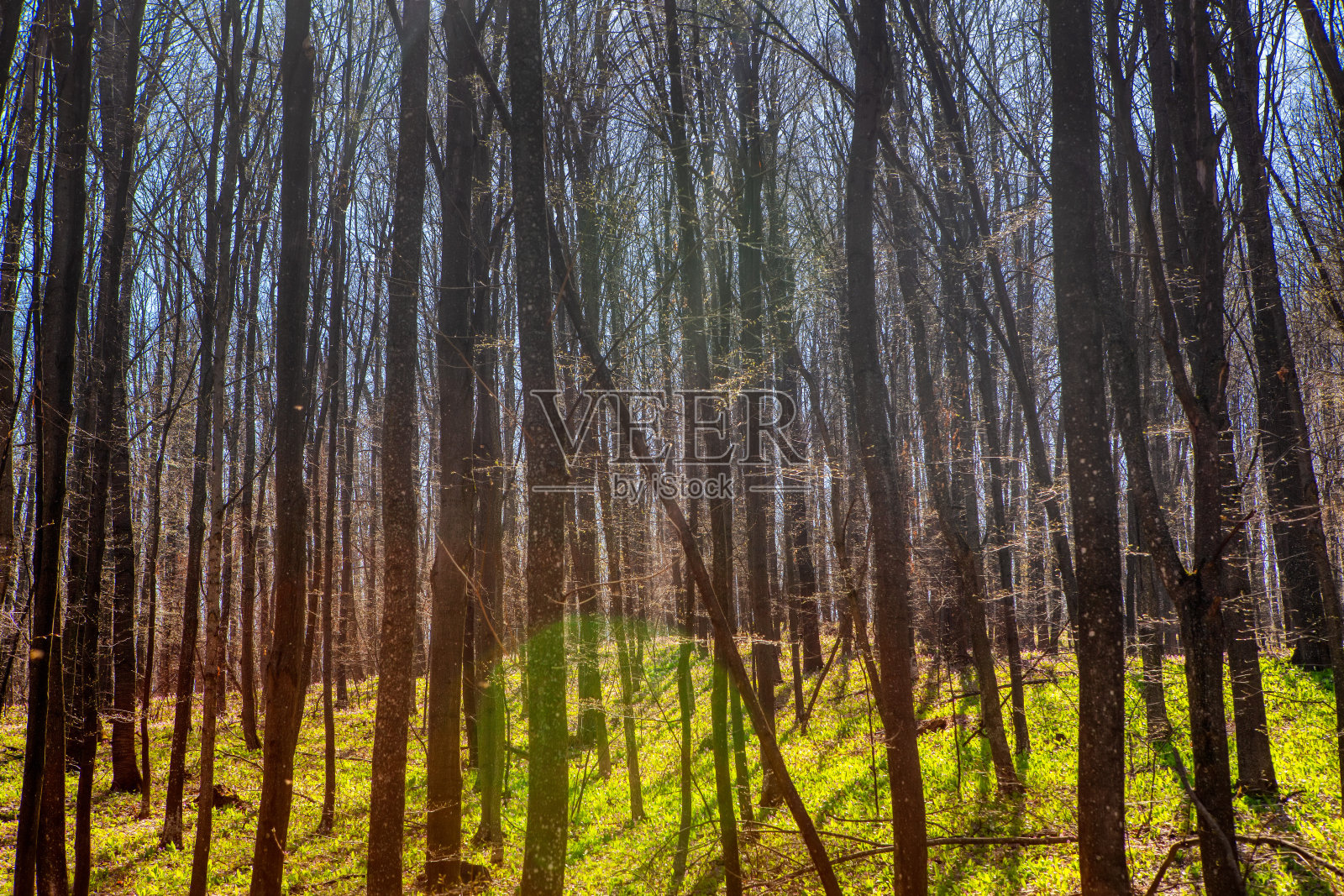 茂密的森林照片摄影图片